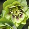 Helleborus × Hybridus Harvington Double Green Speckled -Herbalife Shop pl2000037226