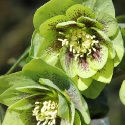 Helleborus × Hybridus Harvington Double Green Speckled -Herbalife Shop pl2000037226 card2 lg