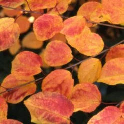 Cercidiphyllum Japonicum -Herbalife Shop pl2000037239 card3 lg