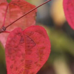 Cercidiphyllum Japonicum -Herbalife Shop pl2000037239 card4 lg