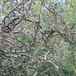 Corylus Avellana 'Contorta' 6 Corylus Avellana 'Contorta' -Herbalife Shop pl2000037242 card2 lg