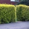 Ligustrum 'Aureum' - Golden Privet Hedging -Herbalife Shop pl2000037245