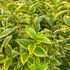 Ligustrum 'Aureum' - Golden Privet Hedging -Herbalife Shop pl2000037245 card2 lg