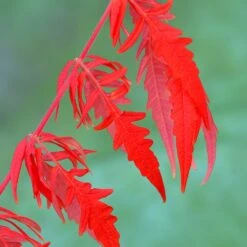Rhus Typhina Tiger Eyes ('Bailtiger') -Herbalife Shop pl2000037246 card3 lg