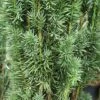 Taxus Baccata 'Fastigiata Robusta' -Herbalife Shop pl2000037288