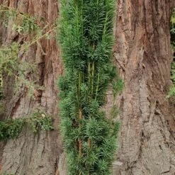 Taxus Baccata 'Fastigiata Robusta' -Herbalife Shop pl2000037288 card2 lg