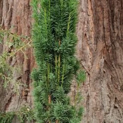 Taxus Baccata 'Fastigiata Robusta' -Herbalife Shop pl2000037288 card3 lg