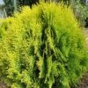Platycladus Orientalis 'Aurea Nana' -Herbalife Shop pl2000037289