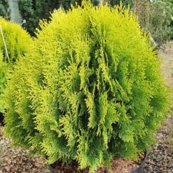 Platycladus Orientalis 'Aurea Nana' -Herbalife Shop pl2000037289 card2 lg