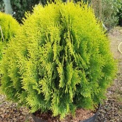 Platycladus Orientalis 'Aurea Nana' -Herbalife Shop pl2000037289 card3 lg