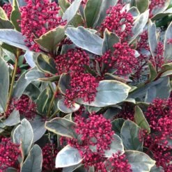 Skimmia Japonica 'Perosa' (PBR) (male)
