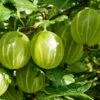 Gooseberry 'Hinnonmaki Yellow' -Herbalife Shop pl2000037360