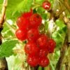 Redcurrant 'Rosetta' -Herbalife Shop pl2000037365