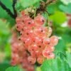 Pinkcurrant 'Gloire De Sablons' -Herbalife Shop pl2000037366