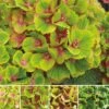 Hydrangea Macrophylla Magical Green Delight ('Hokomagrede') (PBR) 1 Hydrangea Macrophylla Magical Green Delight ('Hokomagrede') (PBR) -Herbalife Shop pl2000037395