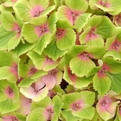 Hydrangea Macrophylla Magical Green Delight ('Hokomagrede') (PBR) 9 Hydrangea Macrophylla Magical Green Delight ('Hokomagrede') (PBR) -Herbalife Shop pl2000037395 card3 lg