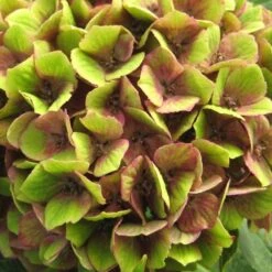 Hydrangea Macrophylla Magical Green Delight ('Hokomagrede') (PBR) 10 Hydrangea Macrophylla Magical Green Delight ('Hokomagrede') (PBR) -Herbalife Shop pl2000037395 card4 lg
