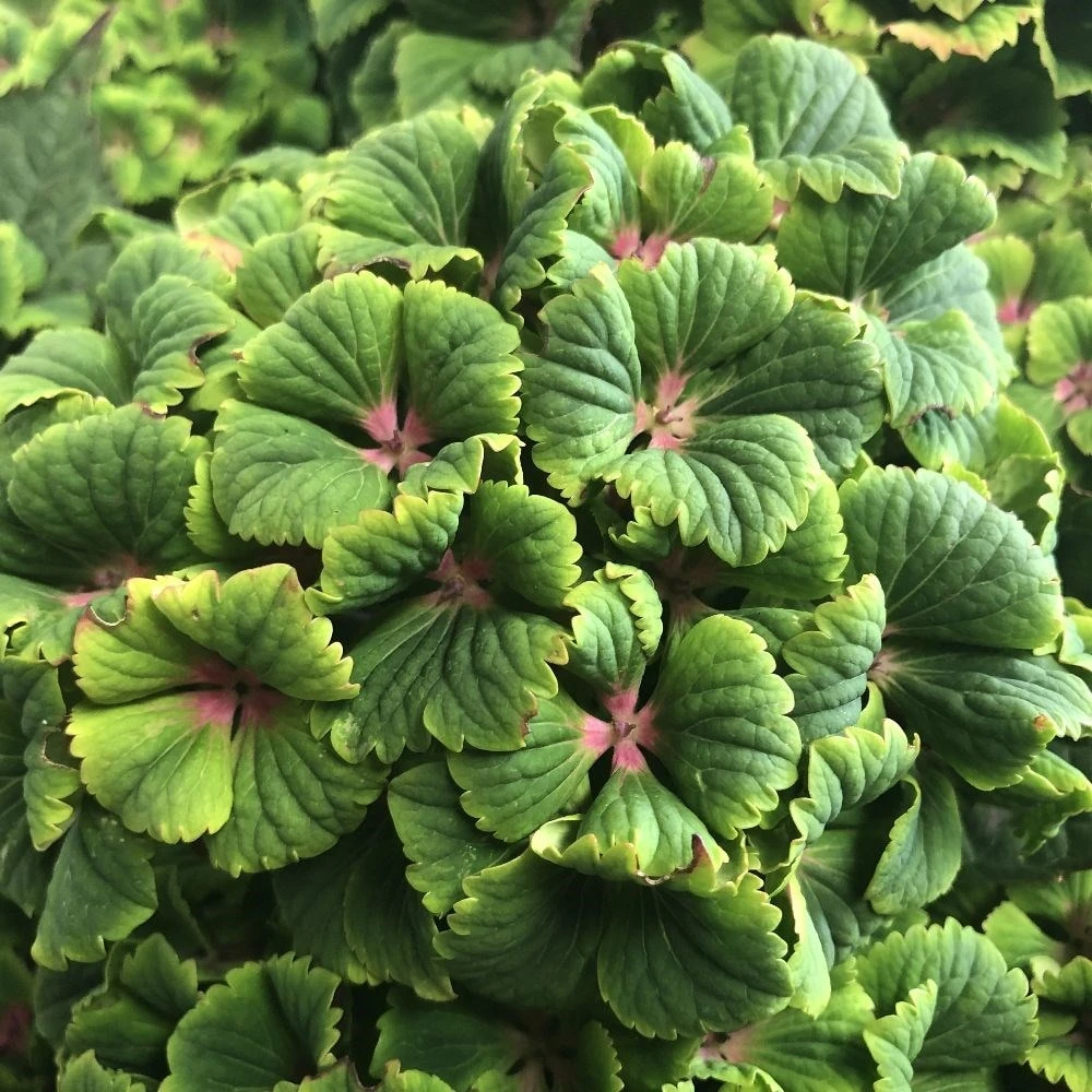 Hydrangea Macrophylla Magical Green Delight ('Hokomagrede') (PBR) 7 Hydrangea Macrophylla Magical Green Delight ('Hokomagrede') (PBR) - Image 5
