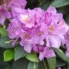 Rhododendron 'Goldflimmer' -Herbalife Shop pl2000037425