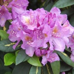 Rhododendron 'Goldflimmer'