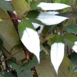 Actinidia Tetramera Var. Maloides -Herbalife Shop pl2000037430 card3 lg