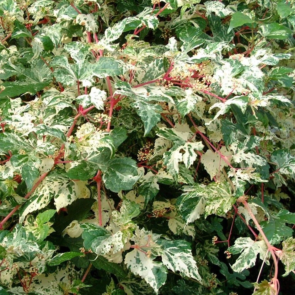 Ampelopsis Brevipedunculata 'Elegans' 3 Ampelopsis Brevipedunculata 'Elegans'