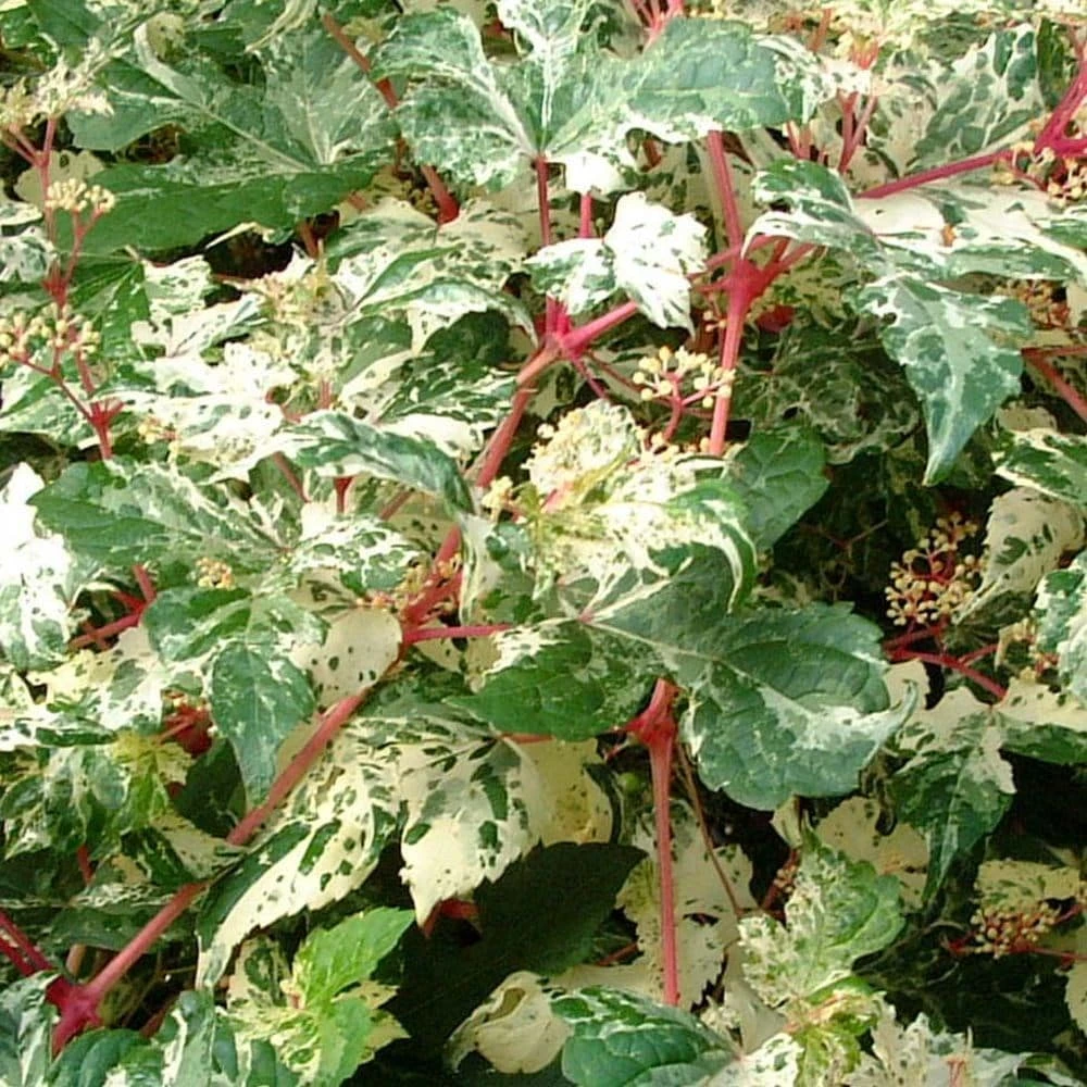 Ampelopsis Brevipedunculata 'Elegans' 4 Ampelopsis Brevipedunculata 'Elegans' - Image 2