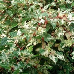 Ampelopsis Brevipedunculata 'Elegans' 7 Ampelopsis Brevipedunculata 'Elegans' -Herbalife Shop pl2000037432 card3 lg