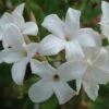 Jasminum Officinale F. Affine 2 Jasminum Officinale F. Affine -Herbalife Shop pl2000037439