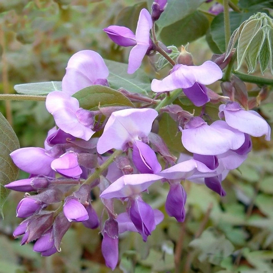 Wisteria Brachybotrys 'Okayama' 3 Wisteria Brachybotrys 'Okayama'