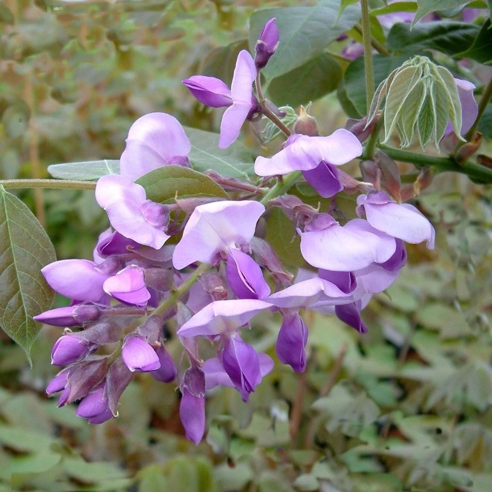 Wisteria Brachybotrys 'Okayama' 4 Wisteria Brachybotrys 'Okayama' - Image 2