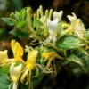 Lonicera Japonica 'Horwood Gem' -Herbalife Shop pl2000037444