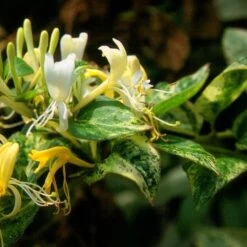 Lonicera Japonica 'Horwood Gem' 6 Lonicera Japonica 'Horwood Gem' -Herbalife Shop pl2000037444 card2 lg