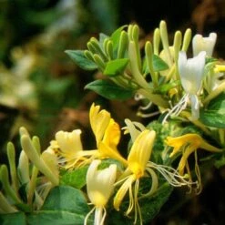Lonicera Japonica 'Horwood Gem' 7 Lonicera Japonica 'Horwood Gem' -Herbalife Shop pl2000037444 card3 lg