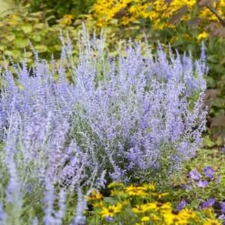 Perovskia Lacey Blue ('Lisslitt') (PBR) -Herbalife Shop pl2000037478 card3 lg