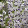 Wisteria Floribunda F. Multijuga -Herbalife Shop pl2000037592