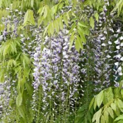 Wisteria Floribunda F. Multijuga -Herbalife Shop pl2000037592 card3 lg
