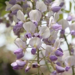 Wisteria Floribunda 'Harlequin' -Herbalife Shop pl2000037594 card3 lg
