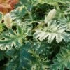 Acanthus 'Whitewater' -Herbalife Shop pl2000037600