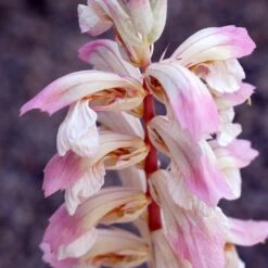 Acanthus 'Whitewater' -Herbalife Shop pl2000037600 card3 lg