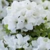 Rhododendron Encore Pure White Julia ('Homlea') (Encore Azalea Series) -Herbalife Shop pl2000037664