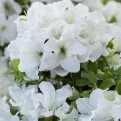 Rhododendron Encore Pure White Julia ('Homlea') (Encore Azalea Series)