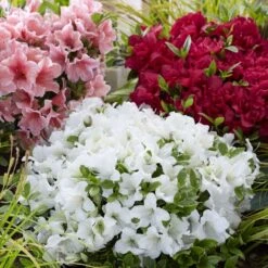 Rhododendron Encore Pure White Julia ('Homlea') (Encore Azalea Series) -Herbalife Shop pl2000037664 card3 lg