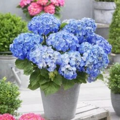 Hydrangea Macrophylla 'Little Blue' -Herbalife Shop pl2000037670 card3 lg