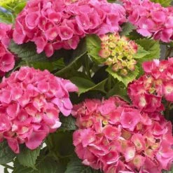 Hydrangea Macrophylla 'Little Pink' -Herbalife Shop pl2000037671 card2 lg