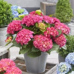 Hydrangea Macrophylla 'Little Pink' -Herbalife Shop pl2000037671 card3 lg
