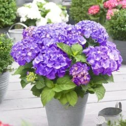 Hydrangea Macrophylla 'Little Purple' -Herbalife Shop pl2000037672 card3 lg