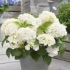 Hydrangea Macrophylla 'Little White' -Herbalife Shop pl2000037674