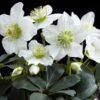Helleborus Niger 'Christmas Carol' 1 Helleborus Niger 'Christmas Carol' -Herbalife Shop pl2000037689