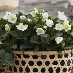 Helleborus Niger 'Christmas Carol' -Herbalife Shop pl2000037689 card3 lg